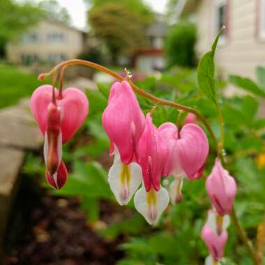 Lamprocapnos spectabilis  syn. Dicentra spectabilis