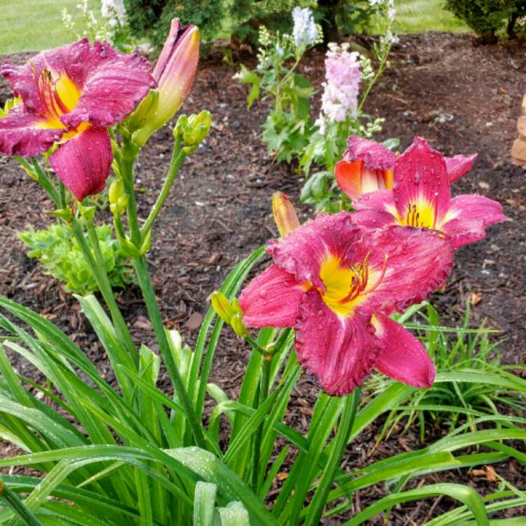 Plant image Hemerocallis 'Summer Wine'