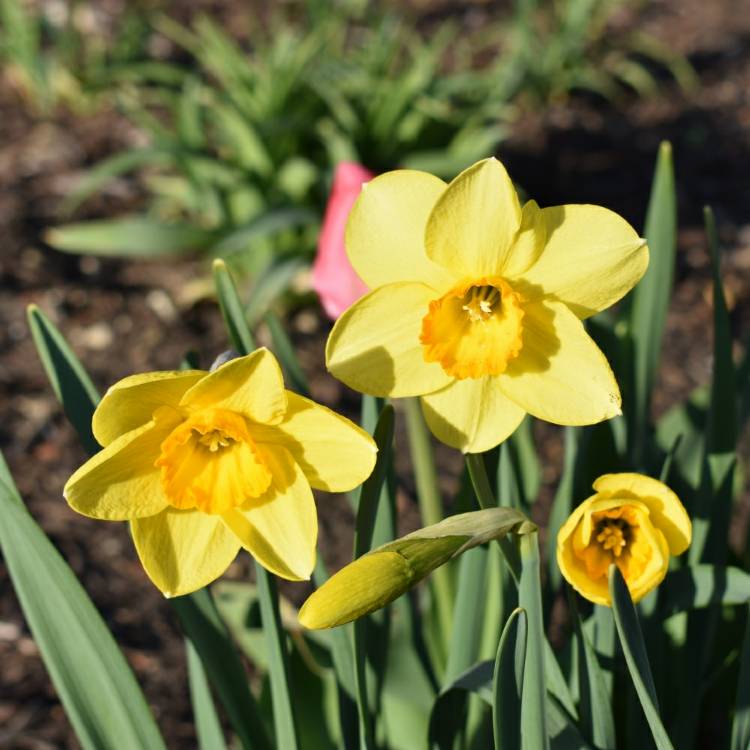 Plant image Narcissus 'Hollywood'