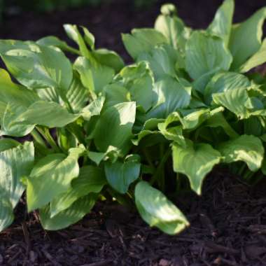 Hosta 'August Moon' syn. Hosta 'Golden Sieboldiana'