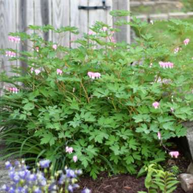 Lamprocapnos spectabilis  syn. Dicentra spectabilis