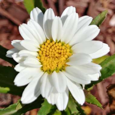 Leucanthemum x superbum 'Snowcap'