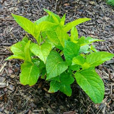 Hydrangea macrophylla 'Bailmer' (Endless Summer Series) syn. Hydrangea macrophylla 'Endless Summer', Hydrangea macrophylla 'The Original'