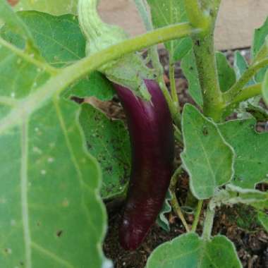 Solanum melongena 'Ichiban'