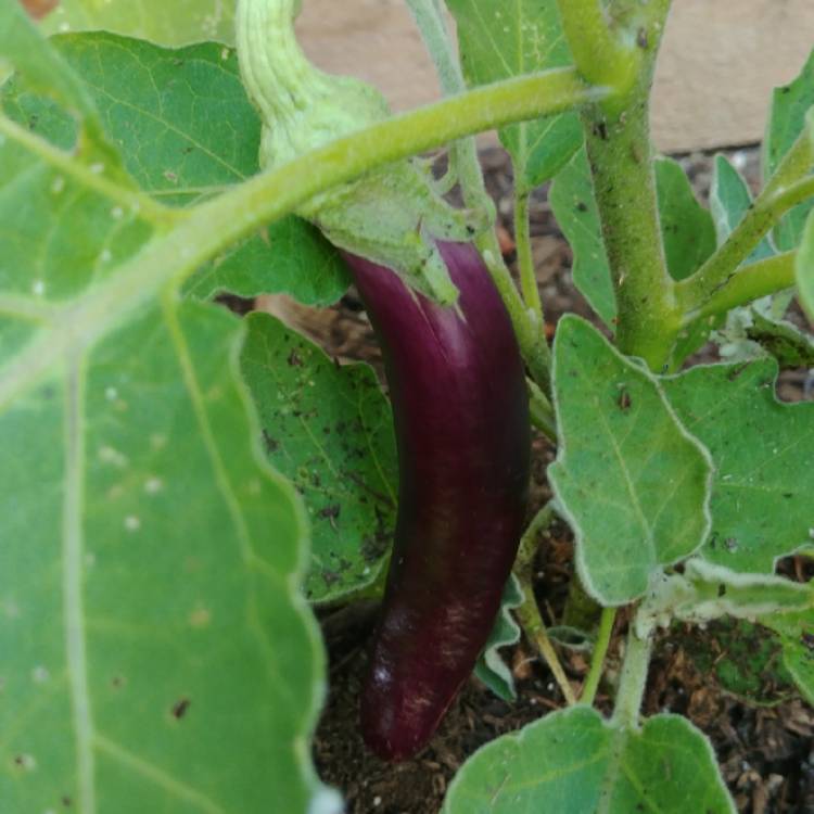 Plant image Solanum melongena 'Ichiban'