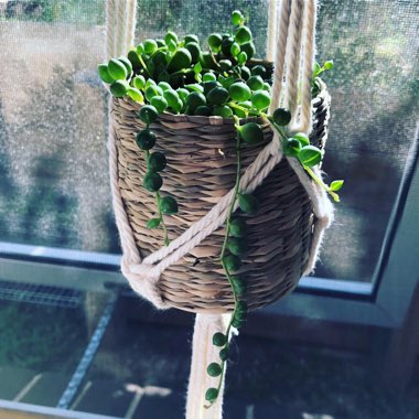 String of Pearls