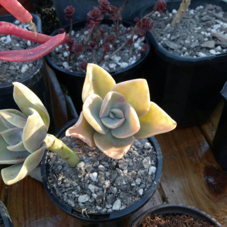 Plant image Graptopetalum Claret