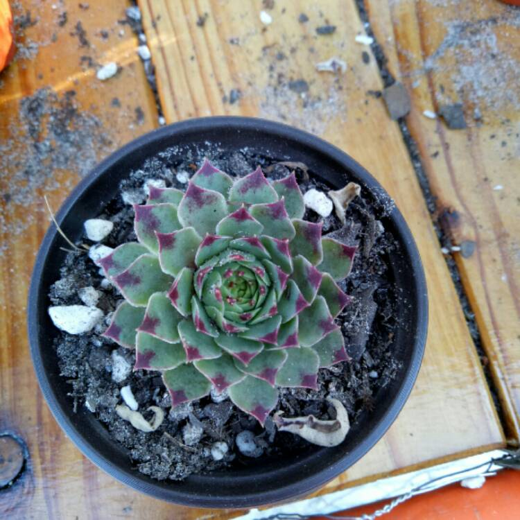 Plant image Sempervivum Tectorum var. Calcareum