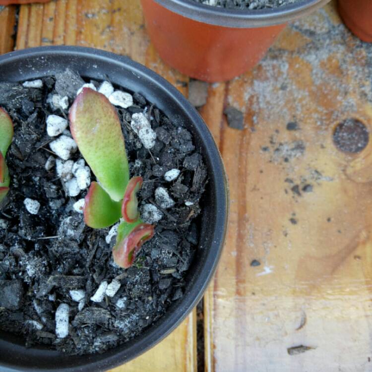 Plant image Crassula ovata 'Red Coral'