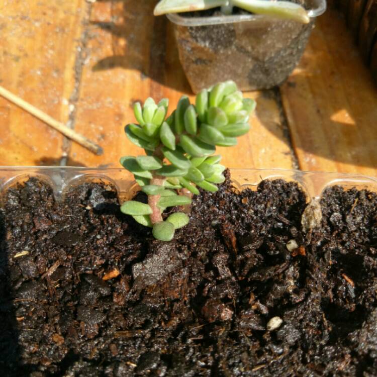 Plant image Sedum Oaxacanum