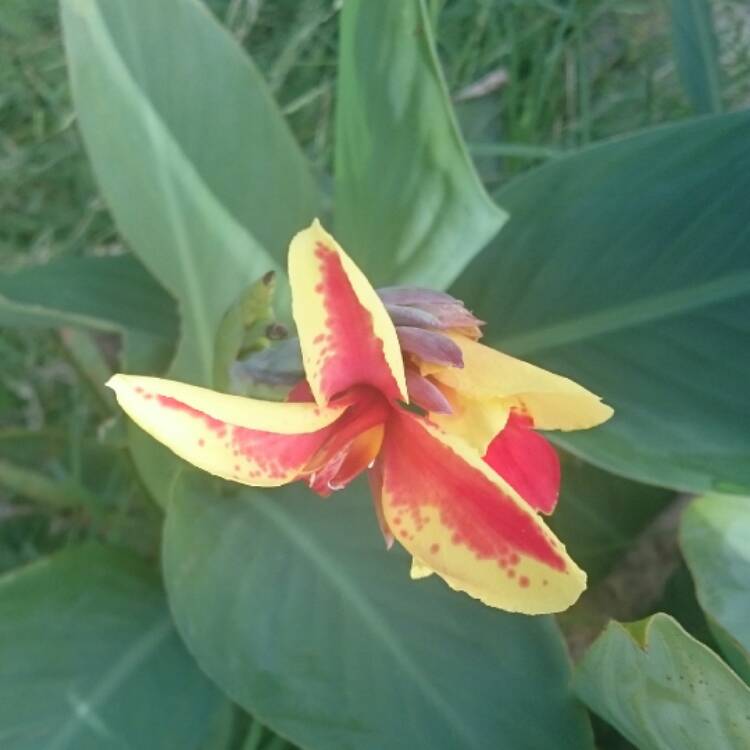 Plant image Canna 'Caribbean Sunset'