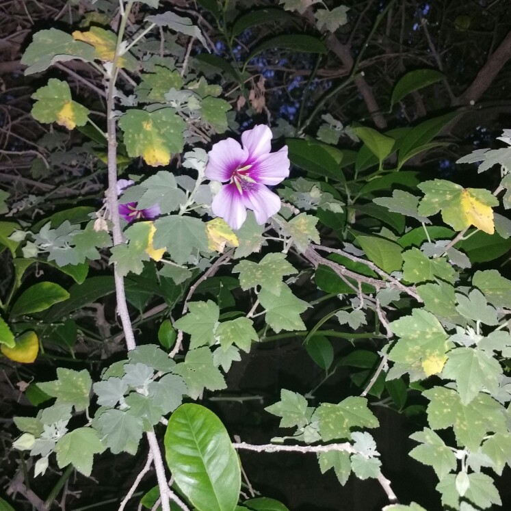 Rose Of Sharon