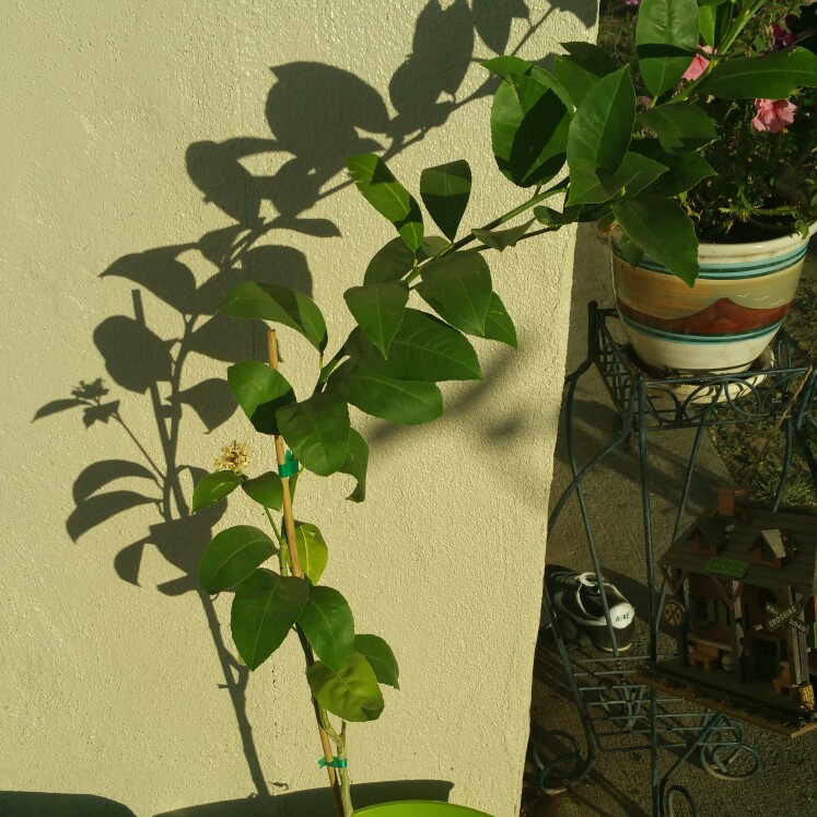 Meyer Lemon Tree