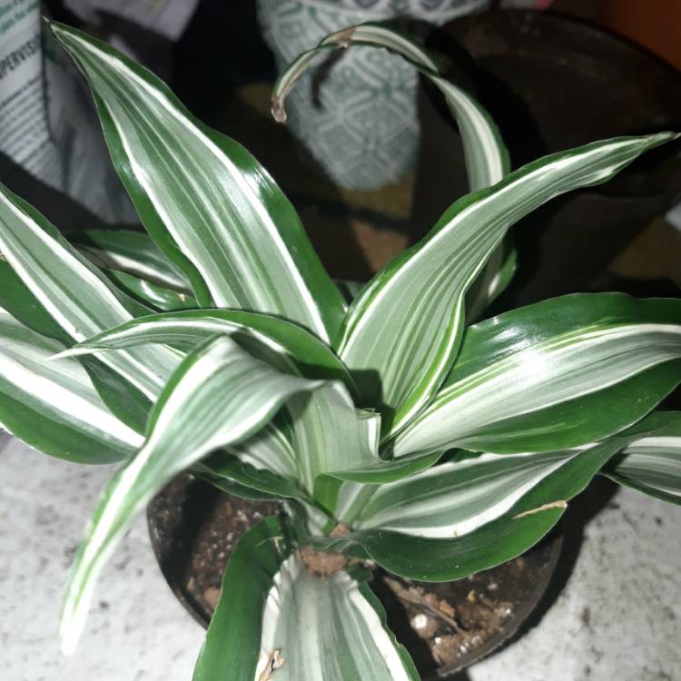 Plant image Dracaena deremensis 'Warneckii'