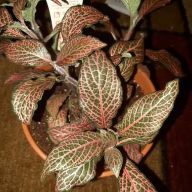 Fittonia