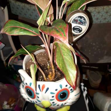 Aglaonema