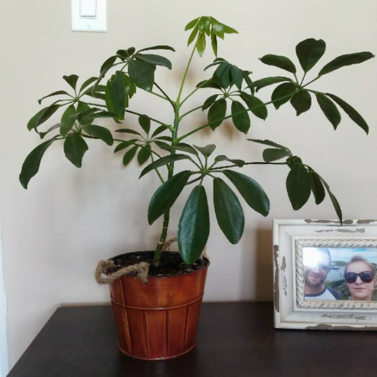 Plant image Schefflera arboricola 'Janine'