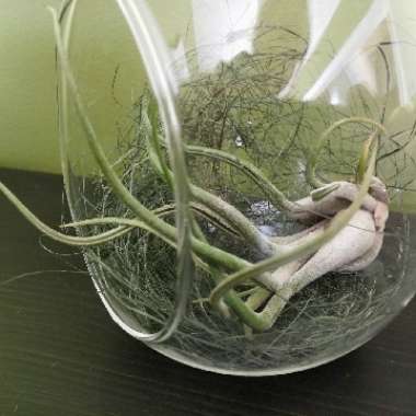 Airplant (Species) Tillandsia albida