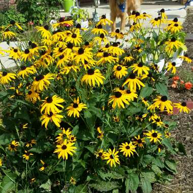 Rudbeckia fulgida var. sullivantii 'Little Goldstar'