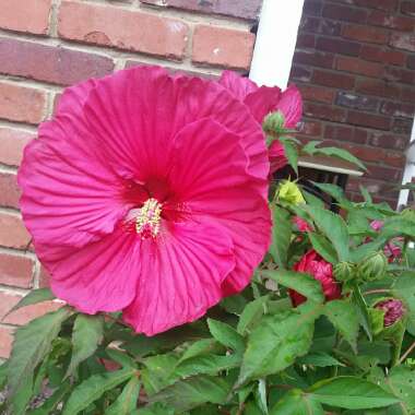 Hibiscus 'Summer in Paradise'