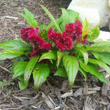 Celosia cristata 'Dracula'