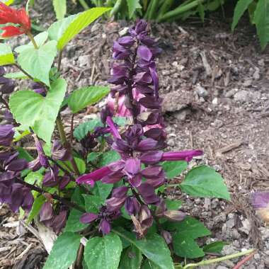 Salvia 'Amistad'