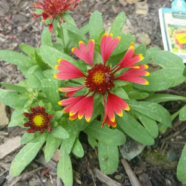 Gaillardia x grandiflora 'Dazzler' syn. Gaillardia 'Dazzler'