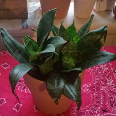 Sansevieria trifasciata Hahnii