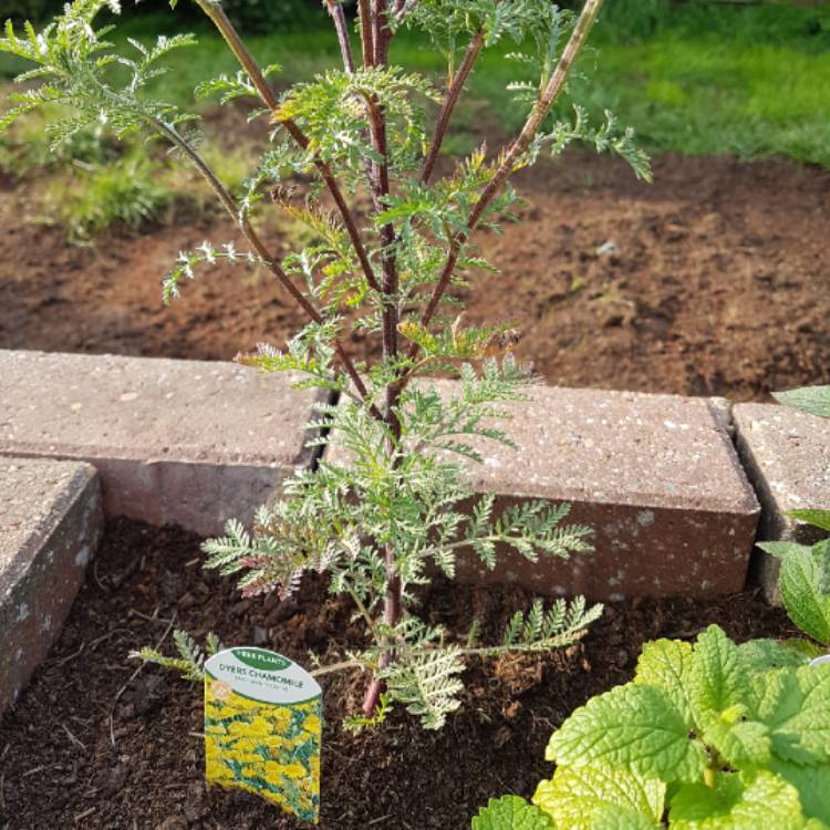 Plant image Cota tinctoria 'Sauce Hollandaise' syn. Anthemis tinctoria 'Sauce Hollandaise'