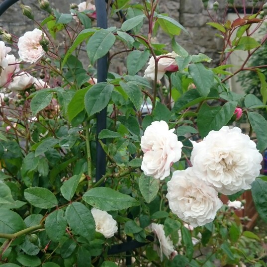 Plant image Rosa 'Félicité Perpétue' syn. Rosa 'Félicité et Perpétue', Rosa 'Lily Ito', Rosa 'Seven Sisters'