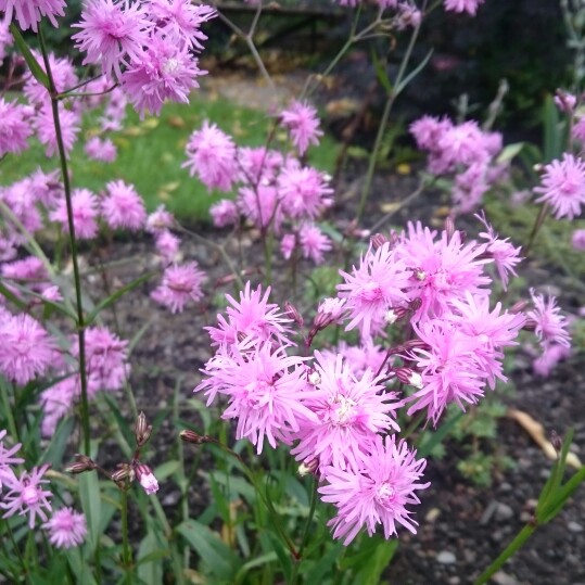 Plant image Lychnis flos-cuculi 'Jenny'