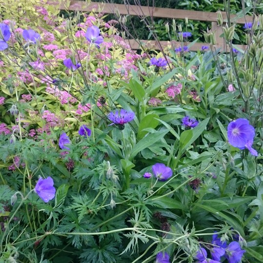 Cranesbill (Geranium)