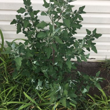 Chenopodium album