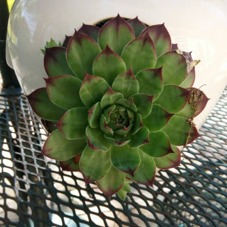 Plant image Sempervivum Pacific Red Rose