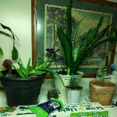 Snake Plant