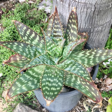 Aloe Saponaria