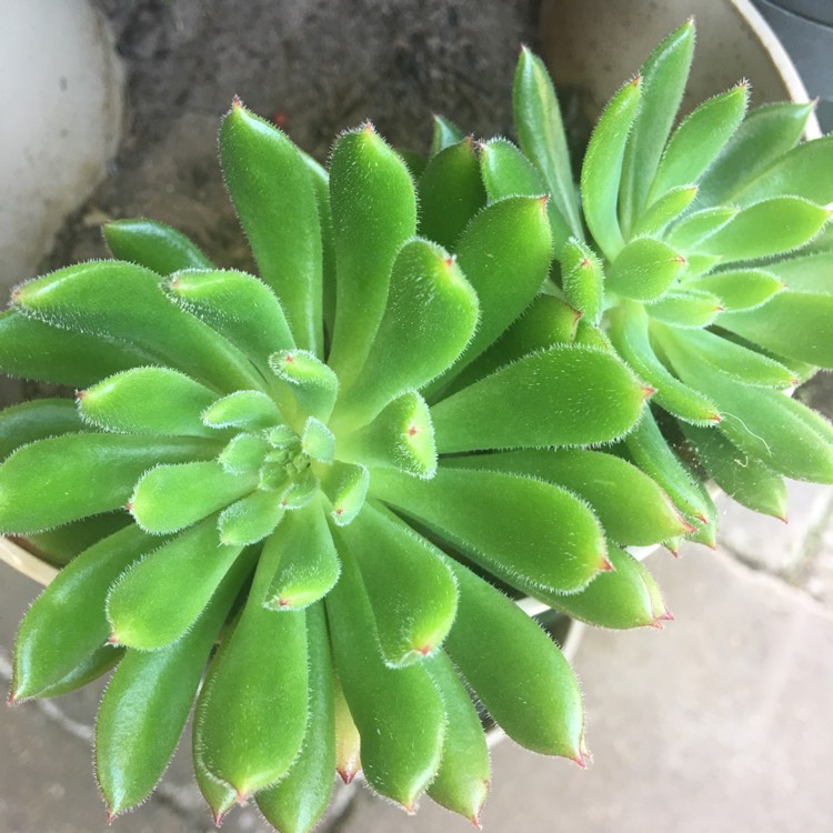 Plant image Echeveria Spruce Oliver