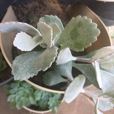 Kalanchoe Pumila