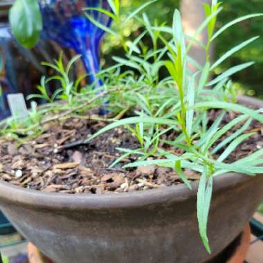 French Tarragon