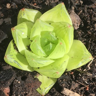 Haworthia 'Cuspidata'