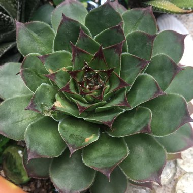 Sempervivum 'Lioness'