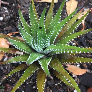 Haworthia 'Zebra'