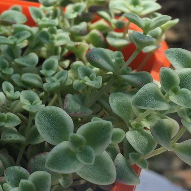 Crassula 'Petite Bicolour'