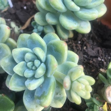 Sedum 'Clavatum'