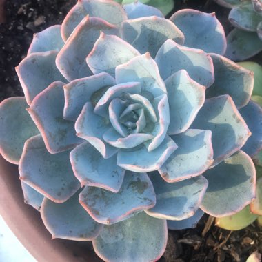 Echeveria 'Morning Beauty'