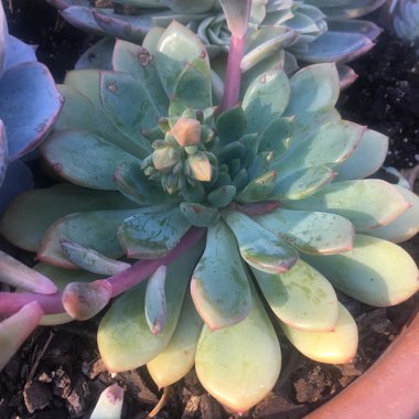 Echeveria 'Gusto'