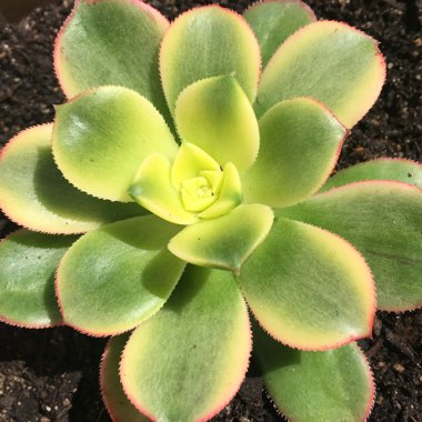 Aeonium (Unknown Variety)