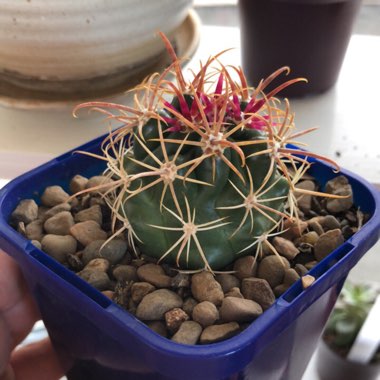 Ferocactus latispinus