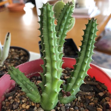 Huernia Schneideriana