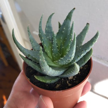 Aloe Brevifolia